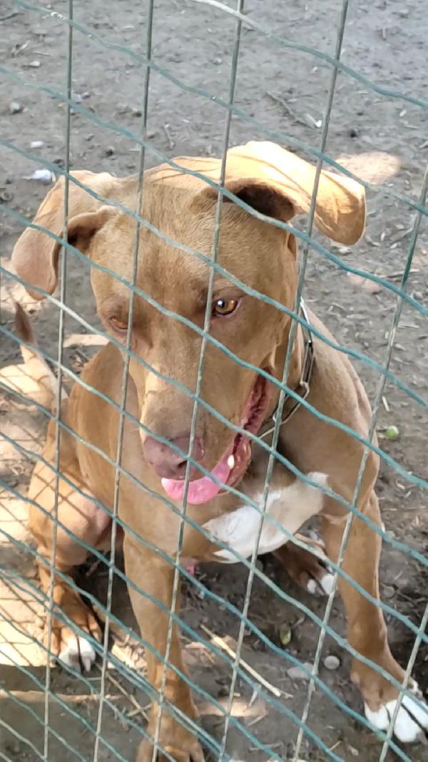Simil Pittbull Red Nose - ZORO Foto 2